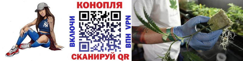 мориарти официальный сайт  Ельня  Шишки марихуана планчик 